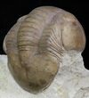 Big Illaenus Sinuatus Trilobite - Russia #31314-2